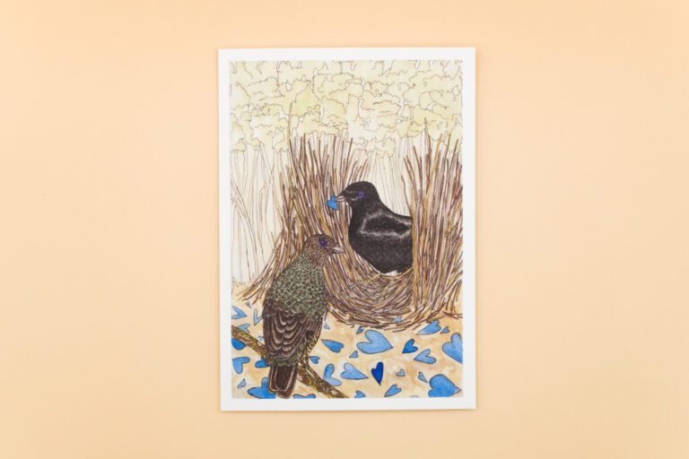 Bowerbird p