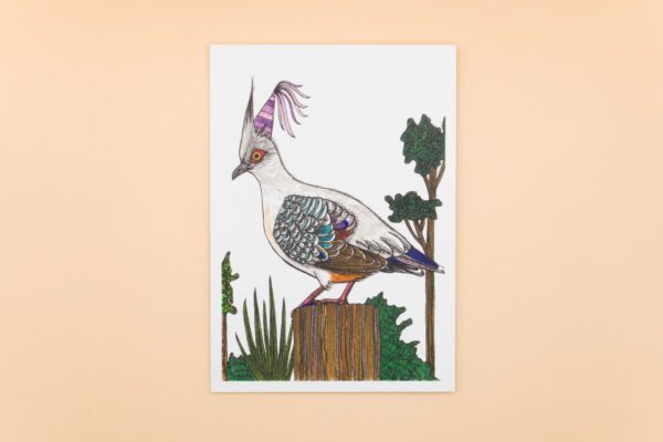 Crested Pigeon