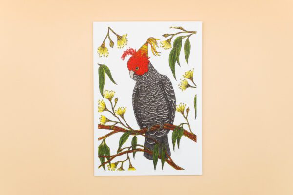 Gang-Gang Cockatoo