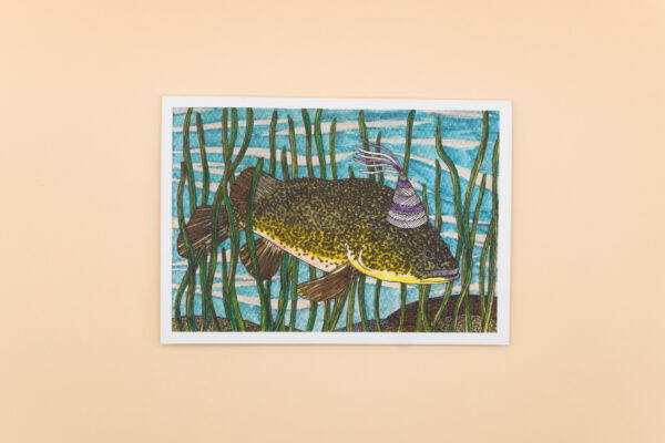 Murray Cod