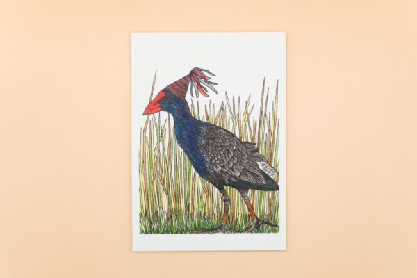 Purple Swamphen