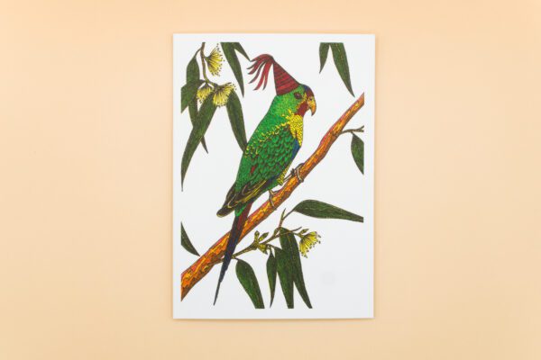 Swift Parrot