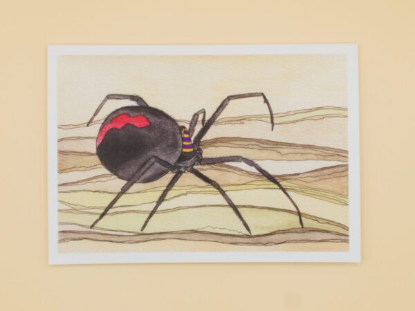 Redback Spider