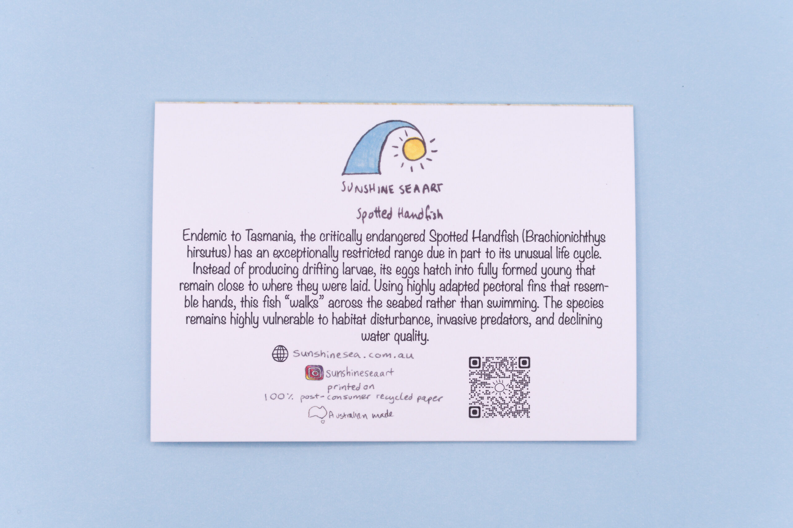 Spotted Handfish - Image 2