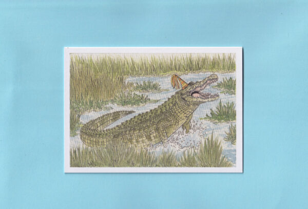 Saltwater Crocodile